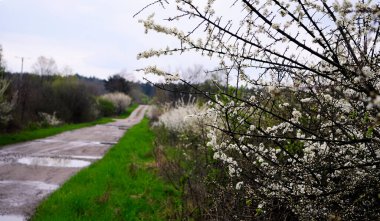 Blackthorn eriği, Blackthorn, yabani erik (Prunus spinosa L.) - ilkbaharda açan ve sonbaharda meyvelerle kaplanan bir çalı türüdür.