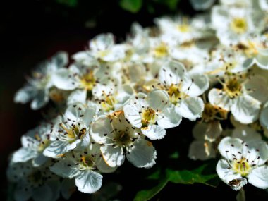 Çicek açan şahin C. monogyna çok güzeldir ve birçok tıbbi hazırlıkta kullanılır. Aynı zamanda yumuşacık bir bitkidir..