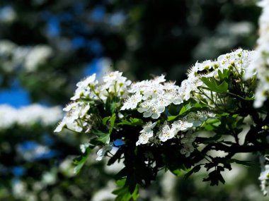 Çicek açan şahin C. monogyna çok güzeldir ve birçok tıbbi hazırlıkta kullanılır. Aynı zamanda yumuşacık bir bitkidir..