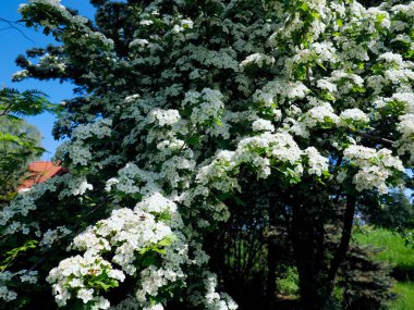 Çicek açan şahin C. monogyna çok güzeldir ve birçok tıbbi hazırlıkta kullanılır. Aynı zamanda yumuşacık bir bitkidir..