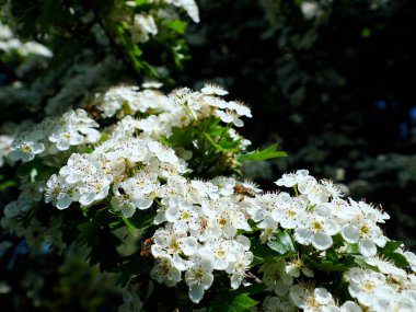 Çicek açan şahin C. monogyna çok güzeldir ve birçok tıbbi hazırlıkta kullanılır. Aynı zamanda yumuşacık bir bitkidir..