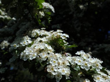 Çicek açan şahin C. monogyna çok güzeldir ve birçok tıbbi hazırlıkta kullanılır. Aynı zamanda yumuşacık bir bitkidir..