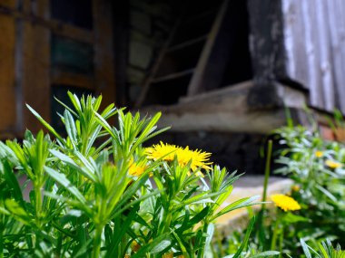 Eski terk edilmiş ahşap ev ve ek binalar ilkbahar manzarasında çiçek açan kır çiçeklerinin arasında..
