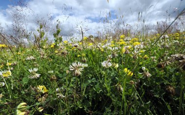 Yazın başında çiçek açan bitkilerle birlikte termofilik fototermik otlakların manzarası