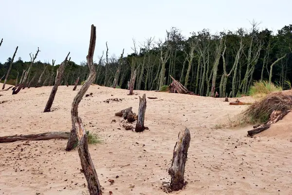 stock image Sowiski National Park is located in the central part of the Polish coast. It is located in the central part of the Polish coast. A characteristic element of the park is the dune strip of the spit with shifting dunes.