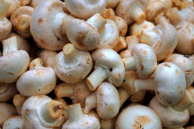 Pazar meydanı her zaman renkli, sulu ve taze meyve ve sebzeler ilgi çeker. Pazar meydanındaki bir tezgahta güzel mantarlar.