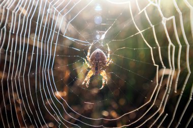 The cross spider - from the family Araneidae is a beautiful and well-known spider on its abdomen there is a mark resembling a cross. clipart