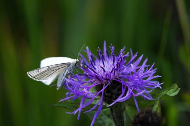 Güzel ve narin kelebek Siona çizgili tarla kırışıklıkları (Knautia arvensis))
