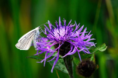 Güzel ve narin kelebek Siona çizgili tarla kırışıklıkları (Knautia arvensis))