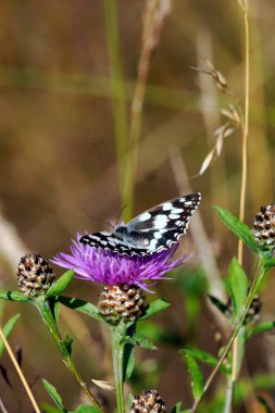 Melanargia galaksisi. Cornflower (Centaurea L.)