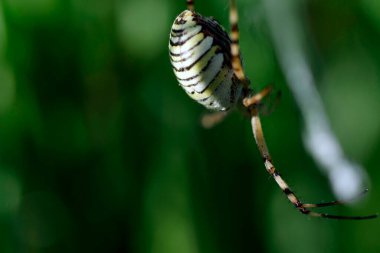 Şeritli argiope (Argiope bruennichi), bir kaplan kürküne benzeyen güzel bir kuştur..