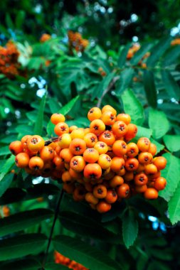 Güzel kümeler halinde toplanan Rowan (Sorbus aucuparia L.) bir süs ve değerli bir yabani meyve türüdür..