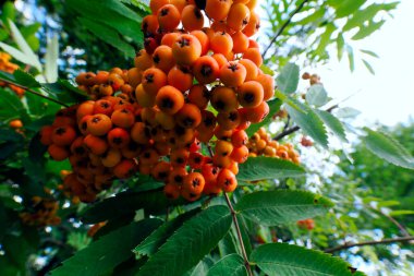 Güzel kümeler halinde toplanan Rowan (Sorbus aucuparia L.) bir süs ve değerli bir yabani meyve türüdür..