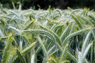 Large and beautiful ears of ripening wheat in cultivated agricultural fields clipart