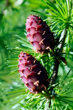 Avrupa tarlakuşunun olgunlaşan kozalakları (Larix decidua Mill) çok güzeldir ve çeşitli tonları kaplar..
