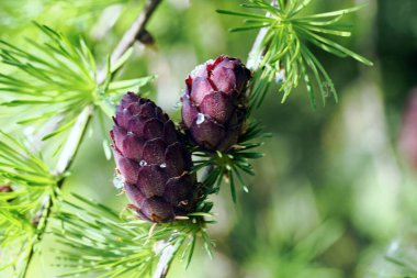 Avrupa tarlakuşunun olgunlaşan kozalakları (Larix decidua Mill) çok güzeldir ve çeşitli tonları kaplar..