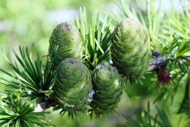 Avrupa tarlakuşunun olgunlaşan kozalakları (Larix decidua Mill) çok güzeldir ve çeşitli tonları kaplar..