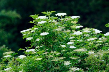 Kırsal kesimlerde genellikle yabani ve pitoresk çalılıklar vardır (Rosa canina L.), Siyah Elderberry (Sambucus L) çiçekli ve meyveli çalılık..).