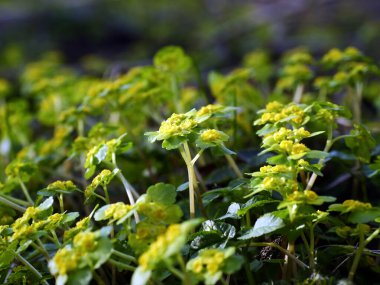 267 / 5.000 Chrysosplenium alternifolium L., karbon infloresans içinde toplanmış, sulak alanların göze çarpmayan bir bitkisidir..