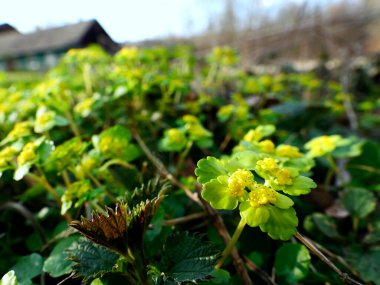 267 / 5.000 Chrysosplenium alternifolium L., karbon infloresans içinde toplanmış, sulak alanların göze çarpmayan bir bitkisidir..