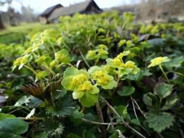 267 / 5.000 Chrysosplenium alternifolium L., karbon infloresans içinde toplanmış, sulak alanların göze çarpmayan bir bitkisidir..