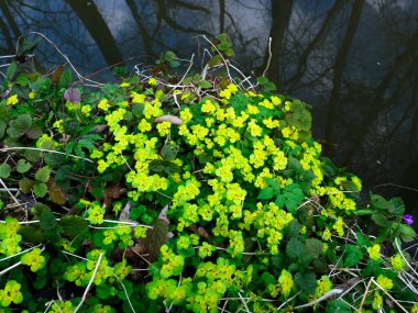 267 / 5.000 Chrysosplenium alternifolium L., karbon infloresans içinde toplanmış, sulak alanların göze çarpmayan bir bitkisidir..