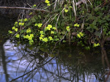 267 / 5.000 Chrysosplenium alternifolium L., karbon infloresans içinde toplanmış, sulak alanların göze çarpmayan bir bitkisidir..