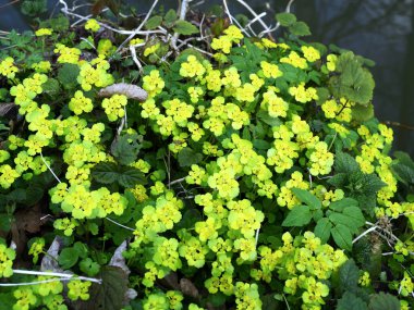 267 / 5.000 Chrysosplenium alternifolium L., karbon infloresans içinde toplanmış, sulak alanların göze çarpmayan bir bitkisidir..