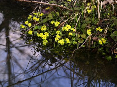 267 / 5.000 Chrysosplenium alternifolium L., karbon infloresans içinde toplanmış, sulak alanların göze çarpmayan bir bitkisidir..