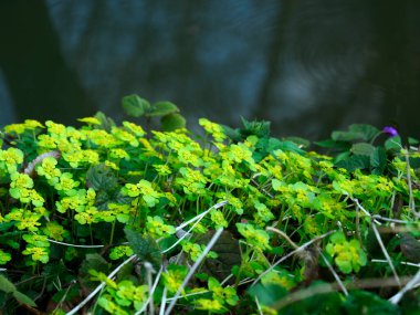 267 / 5.000 Chrysosplenium alternifolium L., karbon infloresans içinde toplanmış, sulak alanların göze çarpmayan bir bitkisidir..