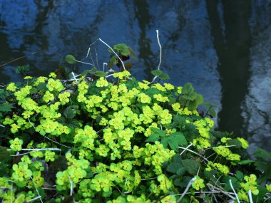 267 / 5.000 Chrysosplenium alternifolium L., karbon infloresans içinde toplanmış, sulak alanların göze çarpmayan bir bitkisidir..