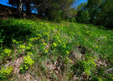 267 / 5.000 Chrysosplenium alternifolium L., karbon infloresans içinde toplanmış, sulak alanların göze çarpmayan bir bitkisidir..
