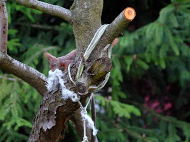 Wiewirka przegryza lin na placu zabaw i wyszarpuje z niej puch zbierajc go na wycik gniazda.