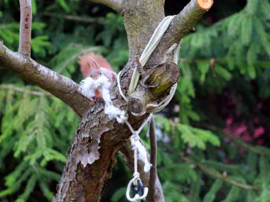 Wiewirka przegryza lin na placu zabaw i wyszarpuje z niej puch zbierajc go na wycik gniazda.