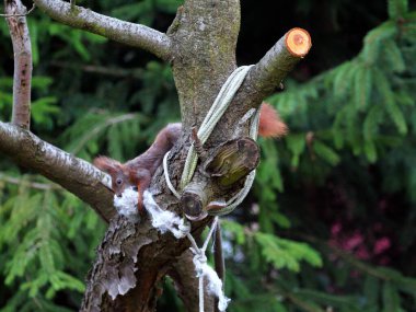 Wiewirka przegryza lin na placu zabaw i wyszarpuje z niej puch zbierajc go na wycik gniazda.