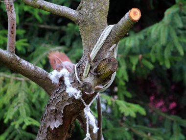 Wiewirka przegryza lin na placu zabaw i wyszarpuje z niej puch zbierajc go na wycik gniazda.