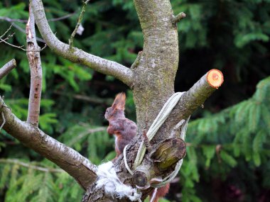 Wiewirka przegryza lin na placu zabaw i wyszarpuje z niej puch zbierajc go na wycik gniazda.