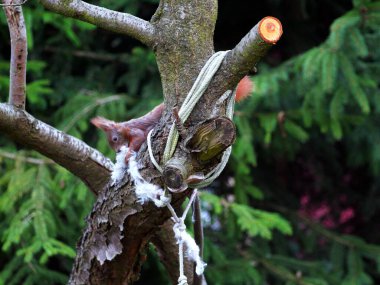 Wiewirka przegryza lin na placu zabaw i wyszarpuje z niej puch zbierajc go na wycik gniazda.
