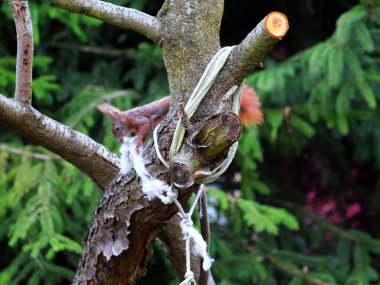Wiewirka przegryza lin na placu zabaw i wyszarpuje z niej puch zbierajc go na wycik gniazda.