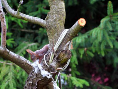 Wiewirka przegryza lin na placu zabaw i wyszarpuje z niej puch zbierajc go na wycik gniazda.