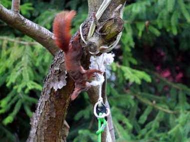 Wiewirka przegryza lin na placu zabaw i wyszarpuje z niej puch zbierajc go na wycik gniazda.