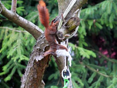 Wiewirka przegryza lin na placu zabaw i wyszarpuje z niej puch zbierajc go na wycik gniazda.