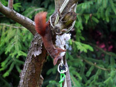 Wiewirka przegryza lin na placu zabaw i wyszarpuje z niej puch zbierajc go na wycik gniazda.