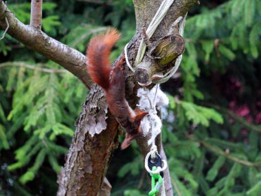 Wiewirka przegryza lin na placu zabaw i wyszarpuje z niej puch zbierajc go na wycik gniazda.