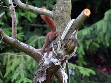 Wiewirka przegryza lin na placu zabaw i wyszarpuje z niej puch zbierajc go na wycik gniazda.