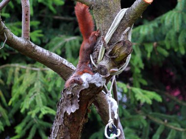 Wiewirka przegryza lin na placu zabaw i wyszarpuje z niej puch zbierajc go na wycik gniazda.