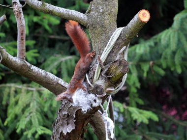 Wiewirka przegryza lin na placu zabaw i wyszarpuje z niej puch zbierajc go na wycik gniazda.