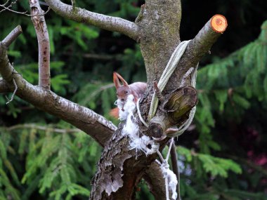 Wiewirka przegryza lin na placu zabaw i wyszarpuje z niej puch zbierajc go na wycik gniazda.