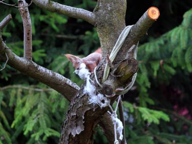 Wiewirka przegryza lin na placu zabaw i wyszarpuje z niej puch zbierajc go na wycik gniazda.
