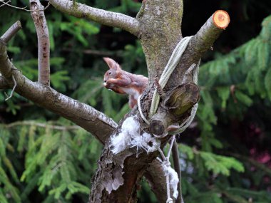 Wiewirka przegryza lin na placu zabaw i wyszarpuje z niej puch zbierajc go na wycik gniazda.